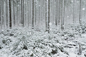 Winter landscape, near Villingen-Schwenningen, Black Forest, Baden-Wurttemberg
