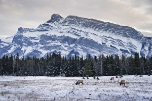 Canadian Culture Prints: Winter landscape with wild elk in the Banff National Park, UNESCO World Heritage Site