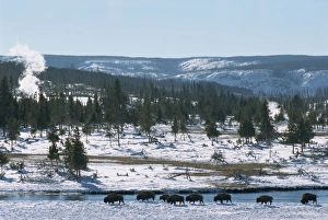 Buffalo Prints: Winter in Midway basin