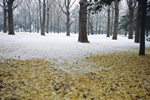 Numerous Prints: Winter scene