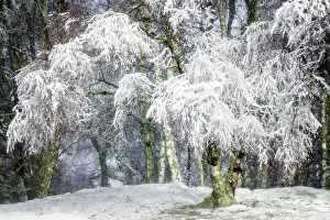 Winter Scene Prints: Winter snow in the Cairngorms forest, Scotland, United Kingdom, Europe