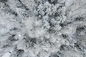 New Year Prints: Winter snow in Italian Alps, with Mountain of Ponte di Legno in Brescia province