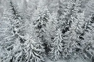 South Pole Prints: Winter snow in Italian Alps, with Mountain of Ponte di Legno in Brescia province