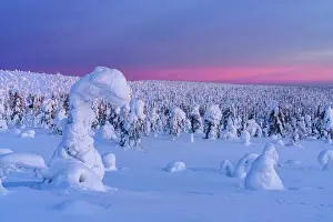 Lapland Prints: Winter sunrise over frozen spruce tree forest covered with snow
