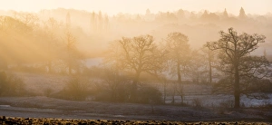 Winter Scene Prints: Winter trees in misty panorama, Surrey, England, United Kingdom, Europe
