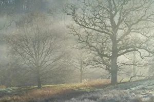 Winter trees in morning mist, Stourhead, Wiltshire, England, United Kingdom, Europe