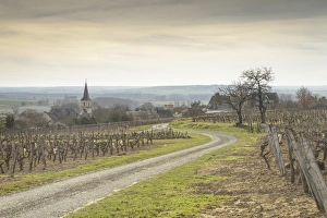 Wine Growing Prints: Winter in the vineyards of Berrie, Vienne, France, Europe