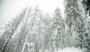 Trail Prints: Winter wonderland with snowy fir trees in mountains of Romania during a heavy snowfall