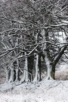 Powys Prints: A wintry landscape on the Mynydd Epynt moorland, Powys, Wales, United Kingdom, Europe