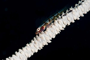 Black Background Prints: Wire coral goby (Bryaninops yongei), Sulawesi, Indonesia, Southeast Asia, Asia