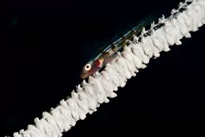 Images Dated 24th May 2008: Wire coral goby (Bryaninops yongei), Sulawesi, Indonesia, Southeast Asia, Asia