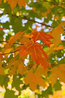 Red Leaf Prints: Wiscasset, Maine, New England, United States of America, North America