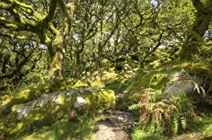 Wistmans Wood, ancient oak woodland, Dartmoor, Devon, England, United Kingdom, Europe