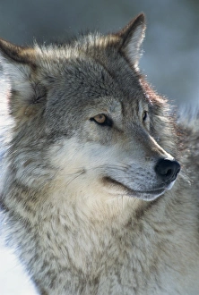 Animal Head Prints: Wolf (Canis lupis)