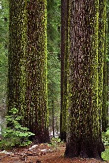 Scale Prints: Wolf lichen (Letharia vulpina)