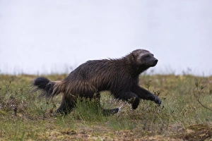 Kuhmo Prints: Wolverine (Gulo gulo), Kuhmo, Finland, Scandinavia, Europe