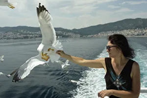Females Prints: Woman feeding seagulls on a ferry from Kavala to Thassos, North Aegean Sea, Greek Islands