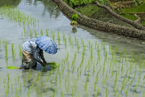 Harvesting Prints: Woman harvesting, rice terraces of Banaue