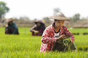 Images Dated 20th March 2010: A woman harvests young rice into bundles to be re-planted spaced further apart, Kachin State