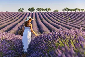 Provence Alpes Cote Dazur Prints: Woman with hat in lavender fields, Plateau de Valensole, Alpes-de-Haute-Provence
