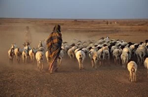 Dust Gallery: Woman herding sheep at sundown, Hartisheik, Ethiopia, Africa