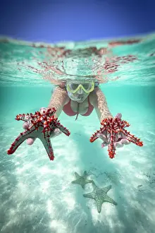 Lagoons Prints: Woman holding two red starfish snorkeling in the turquoise sea in summer
