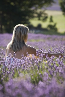 Arms Outstretched Prints: Woman in a lavender field, Provence, France, Europe