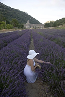 Gather Prints: Woman in a lavender field, Senanque Abbey, Gordes, Provence, France, Europe