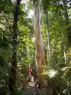 Eucalyptus Prints: Woman looking at Eucalyptus tree in Flecker Botanic Gardens