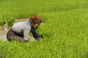 35 39 Years Gallery: A woman near Inle Lake harvests young rice into bundles tol be re-planted spaced