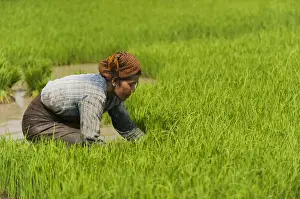 Farmer Prints: A woman near Inle Lake harvests young rice into bundles tol be re-planted spaced