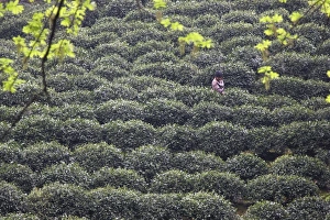Toiling Prints: Woman picking tea, Longjing, Hangzhou, Zhejiang, China, Asia