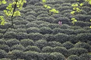 Woman picking tea, Longjing, Hangzhou, Zhejiang, China, Asia