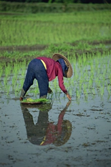 Straw Hat Prints: Woman planting out rice in a paddy field