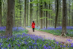 Leisure Gallery: Woman in red coat walking through bluebell woods, Hallerbos, Belgium, Europe