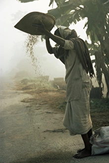 S Pilling Prints: Woman sifting grain