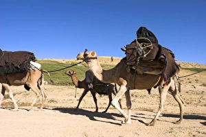 Tribe Prints: Woman sitting on top of camel, Kuchie nomad camel train, between Chakhcharan and Jam