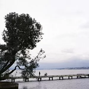 Woman stands on dock next to pine tree, Lake Washington, Seattle, Washington State