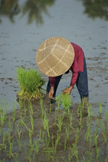 Straw Hat Prints: Woman in a straw hat planting out rice
