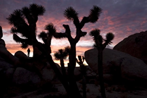 Caucasian Prints: Woman watching sunset, Joshua Tree National Park