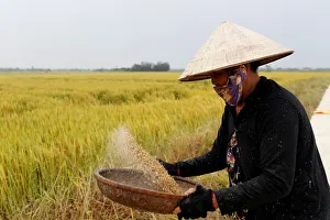 Conical Hat Prints: Woman winnowing rice, Hoi An, Vietnam, Indochina, Southeast Asia, Asia