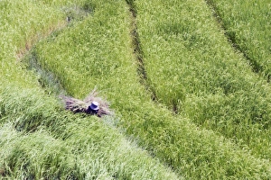 Images Dated 5th October 2009: Woman working in a rice field, Punakha, Bhutan, Asia