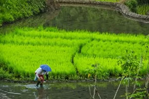 Images Dated 23rd April 2011: Woman working on the rice terraces of Banaue, UNESCO World Heritage Site, Northern Luzon