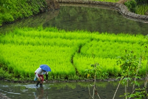Harvesting Prints: Woman working on the rice terraces of Banaue