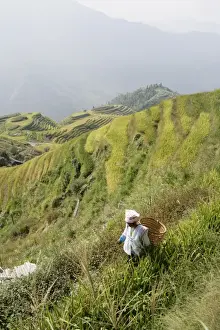 Guilin Prints: Woman of Yao tribe in ricefields, Longsheng terraced ricefields, Guilin