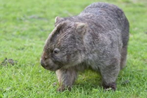 Images Dated 22nd January 2000: Wombat (Vombatus ursinus), Wilsons Promontory National Park, Victoria, Australia, Pacific