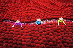 Skills Prints: Women arrange incense sticks in Hanoi, Vietnam to prepare them for drying in the sun