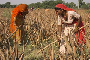 Aloe Vera Prints: Women in colourful saris in a field of aloe vera preparing