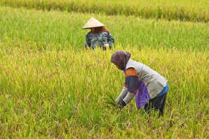 Women in conical hat and scarf working in rice field in this rural area west of Pangandaran, Cijulang, West Java, Java, Indonesia, Southeast Asia, Asia Women in conical hat and scarf working in rice field in this rural area west of Pangandaran, Cijulang, West Java, Java, Indonesia, Southeast Asia, Asia