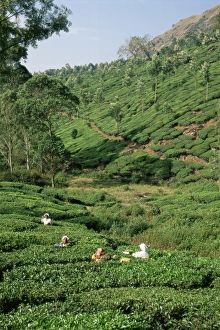 Munnar Prints: Women picking tea in a tea plantation